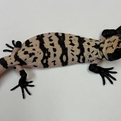 Gila Monsters For Sale MorphMarket US Canada
